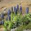 Ilha da Madeira - Echium candicans