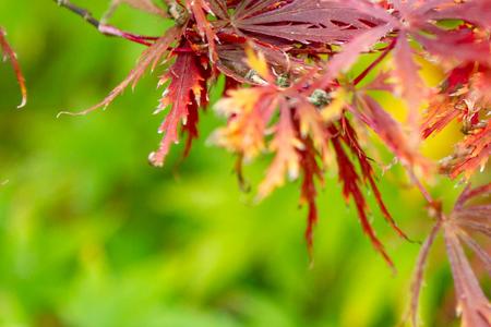Acer palmatum