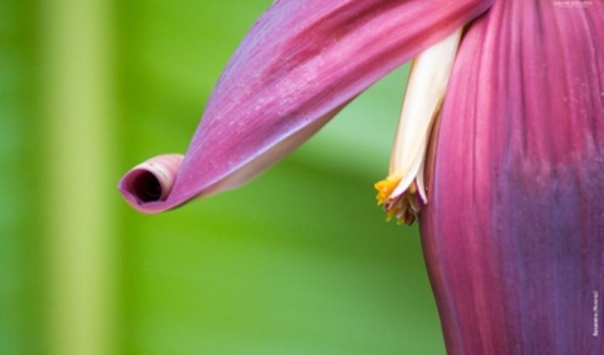 musa sp