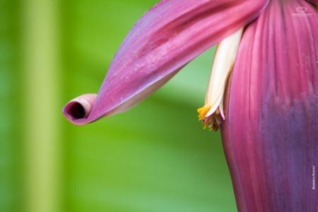 musa sp
