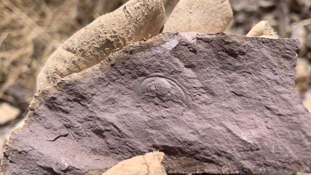 Trilobites