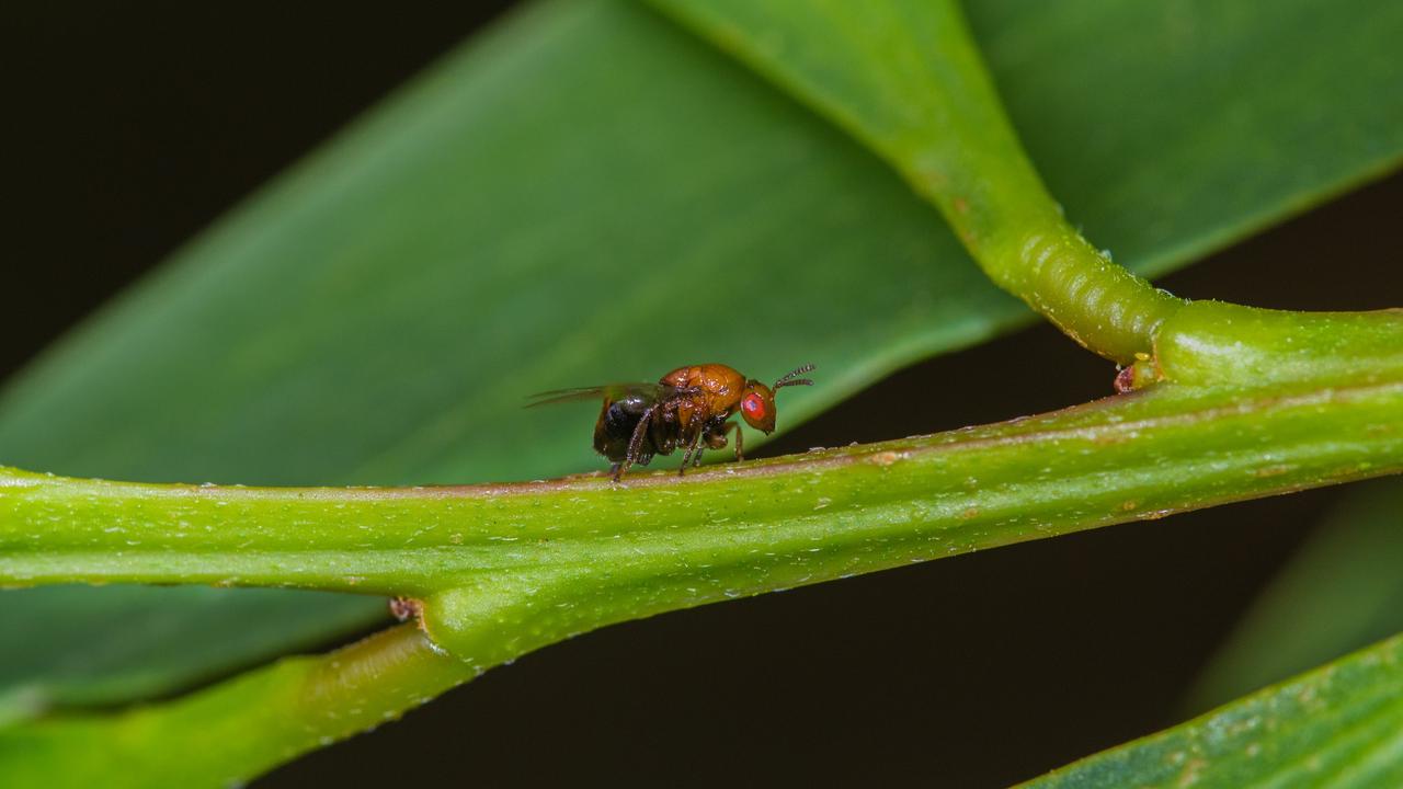 Trichilogaster acaciaelongifoliae