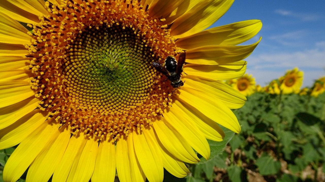 Wild bee visiting a sunflower