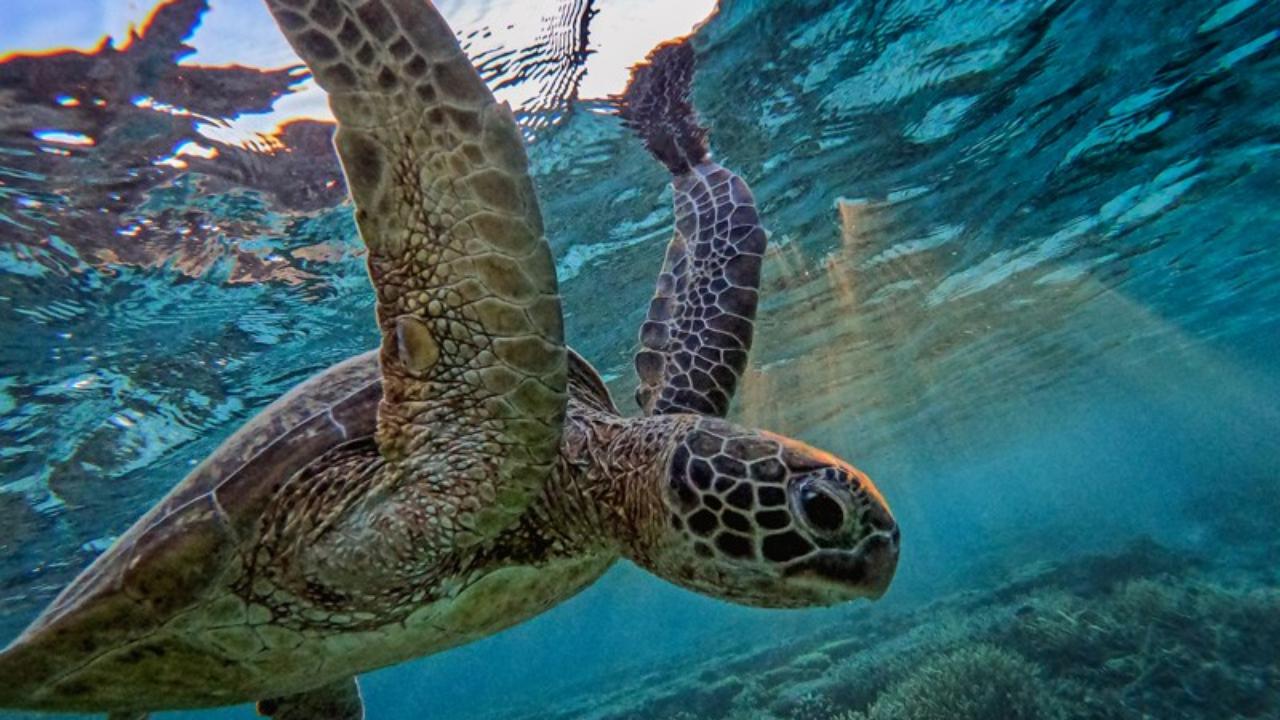 turtle
