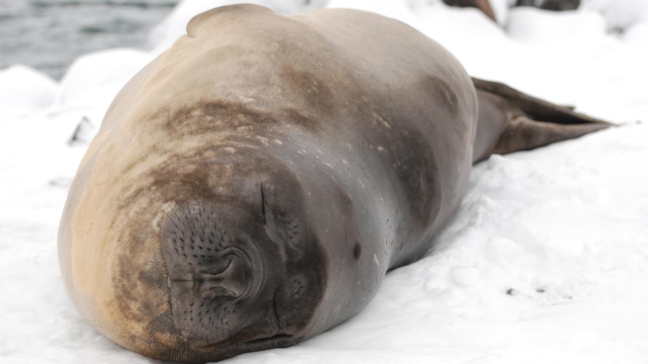 Foca (elefante marinho)