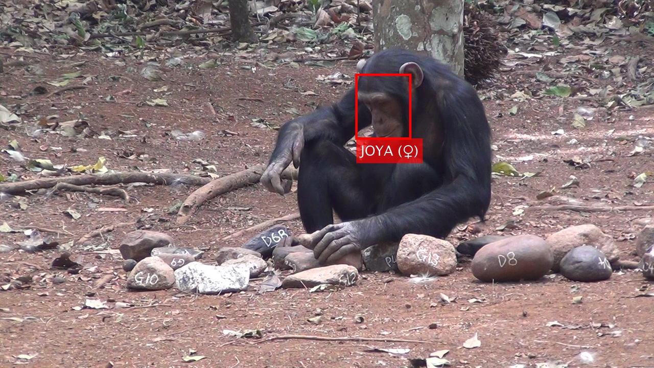 Reconhecimento facial de chimpanzés 