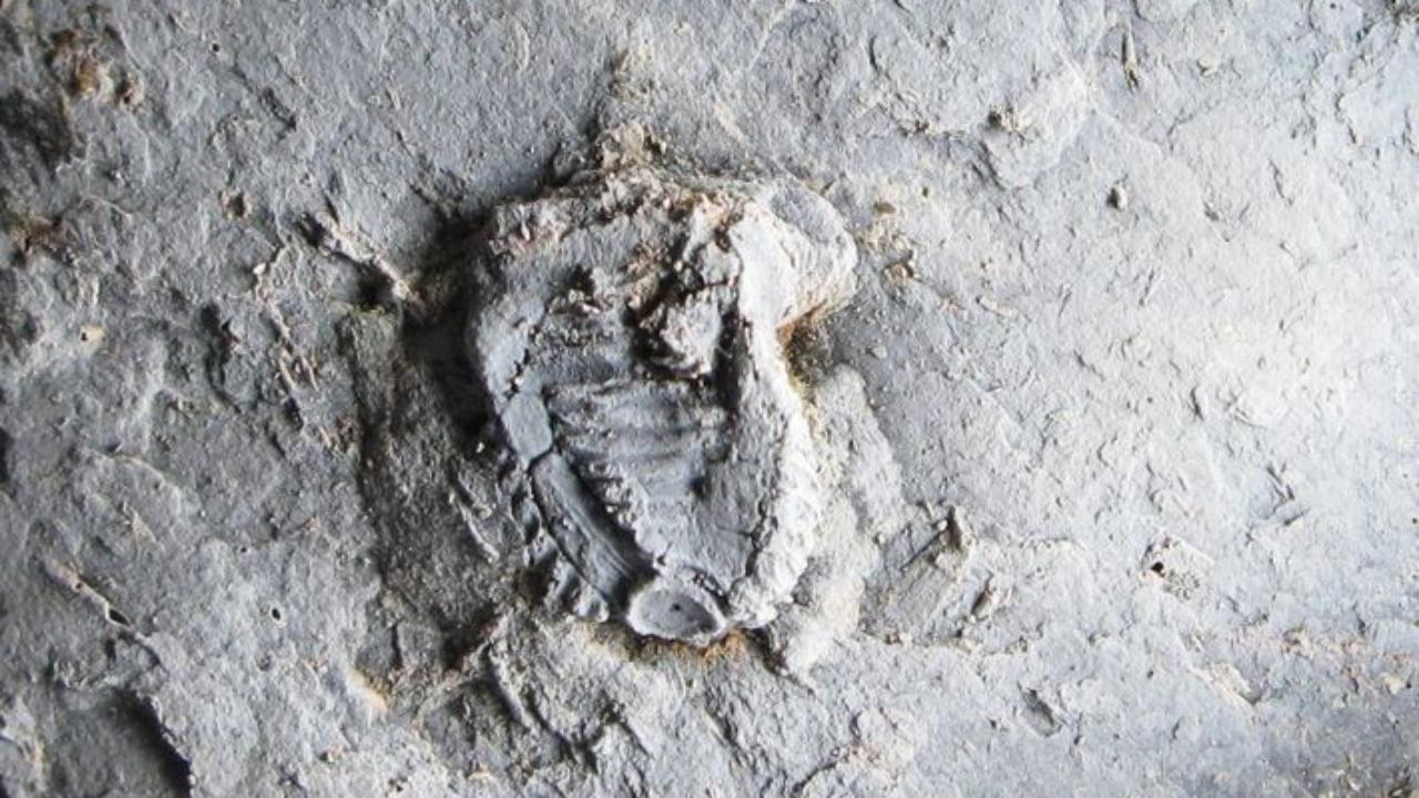Tiaracrinus quadrifrons