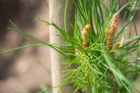 Pinus pinea