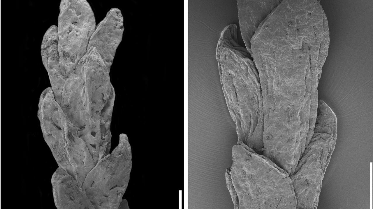 Imagens obtidas através de microscopia electrónica de varrimento da nova espécie