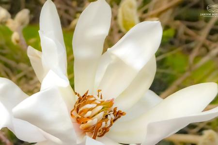 Magnolia stellata