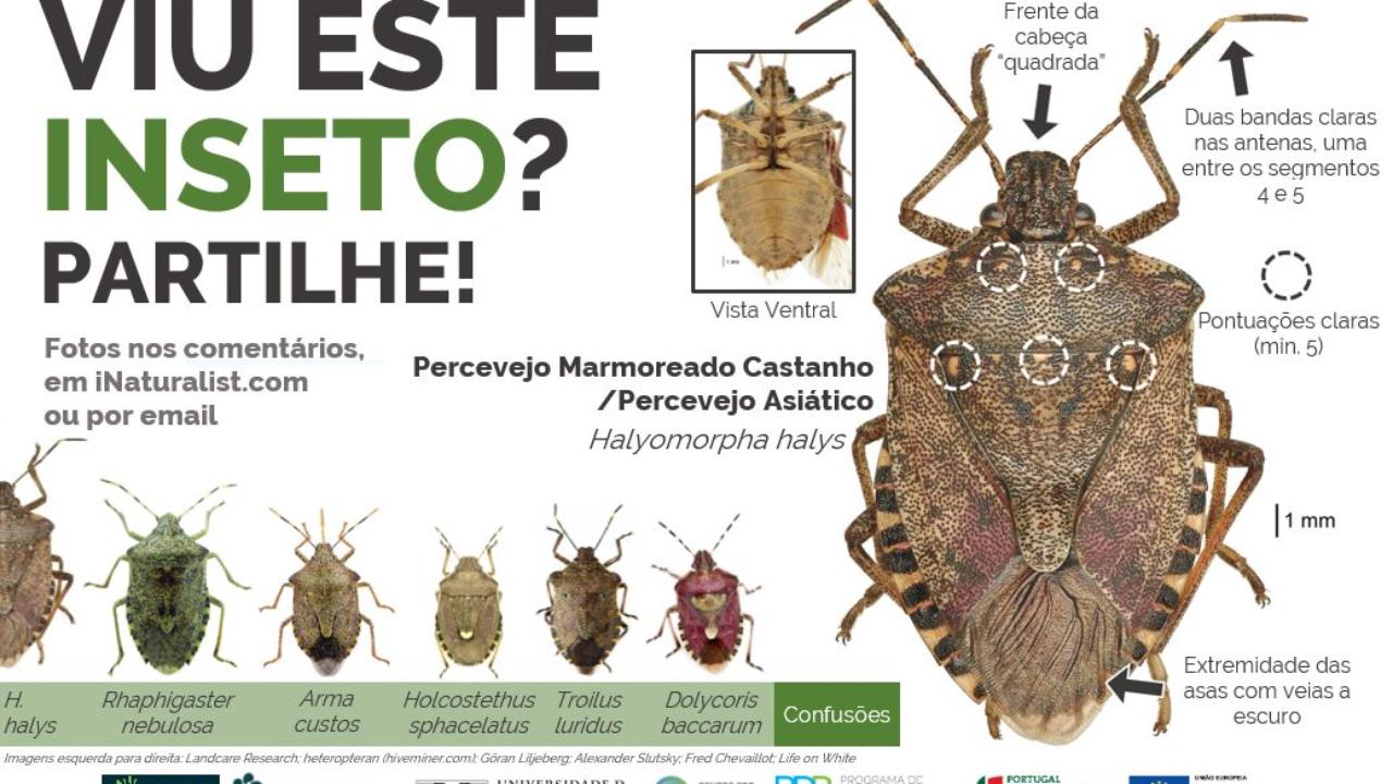 Informação sobre percevejo asiático