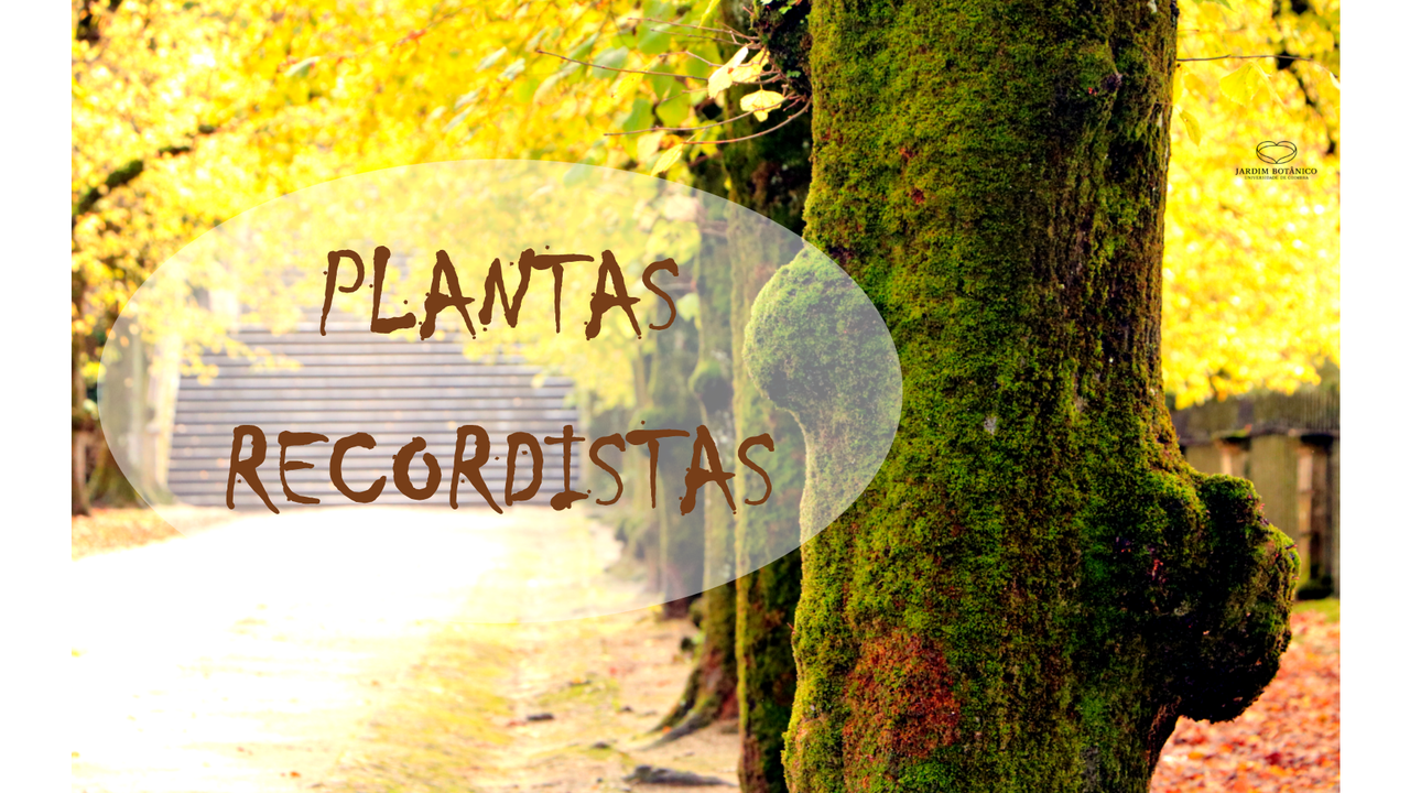 Plantas recordistas do Jardim Botânico da Universidade de Coimbra