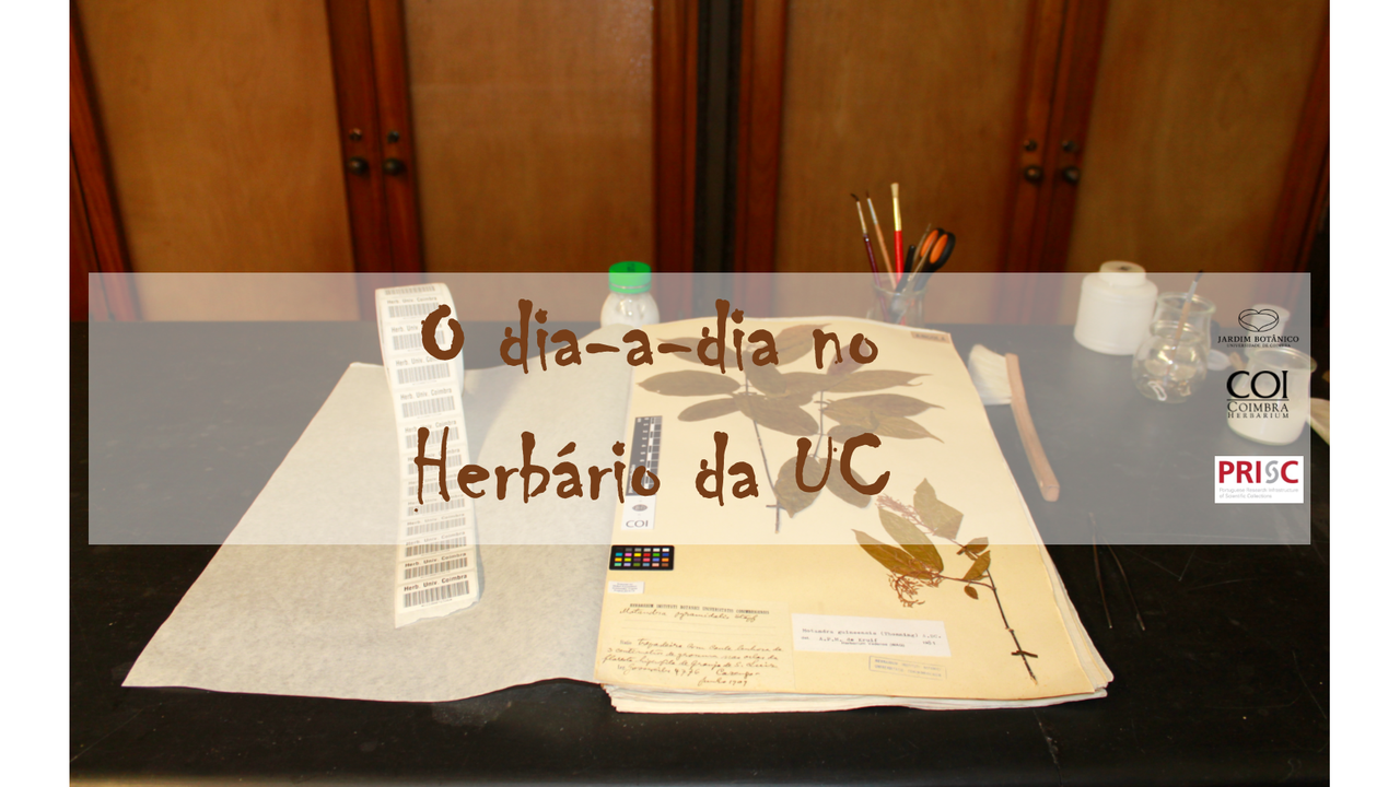 O dia-a-dia no Herbário da Universidade de Coimbra