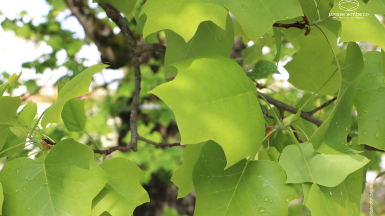 Liriodendron tulipifera
