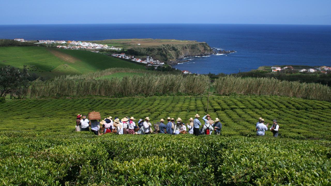 Apanha do Chá, Açores