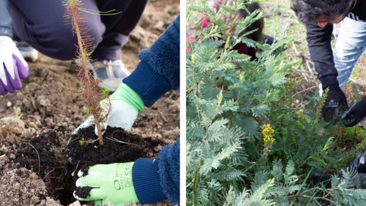 UC.Plantas – Saber plantar o futuro