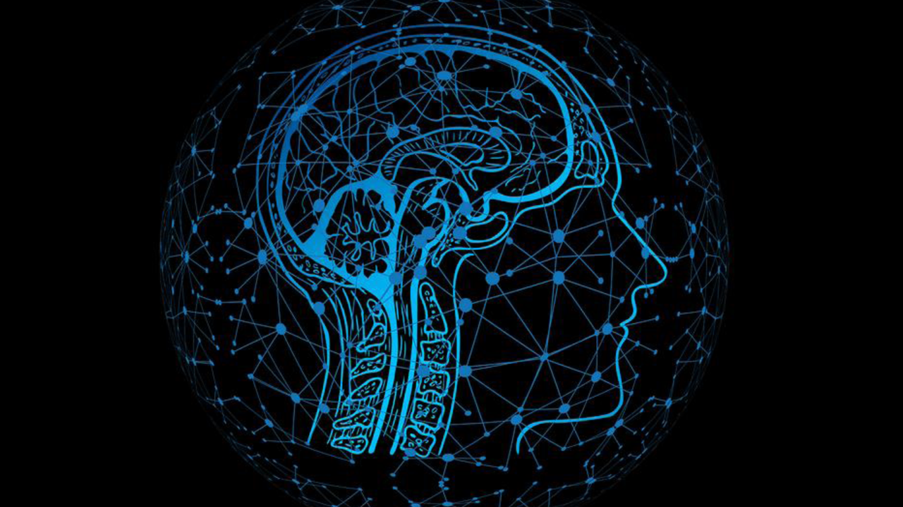 Brain
