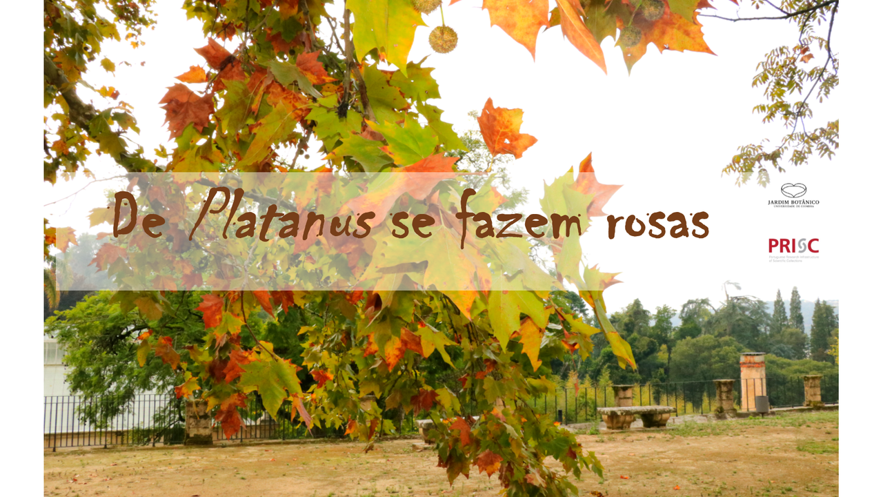 De Platanus se fazem rosas