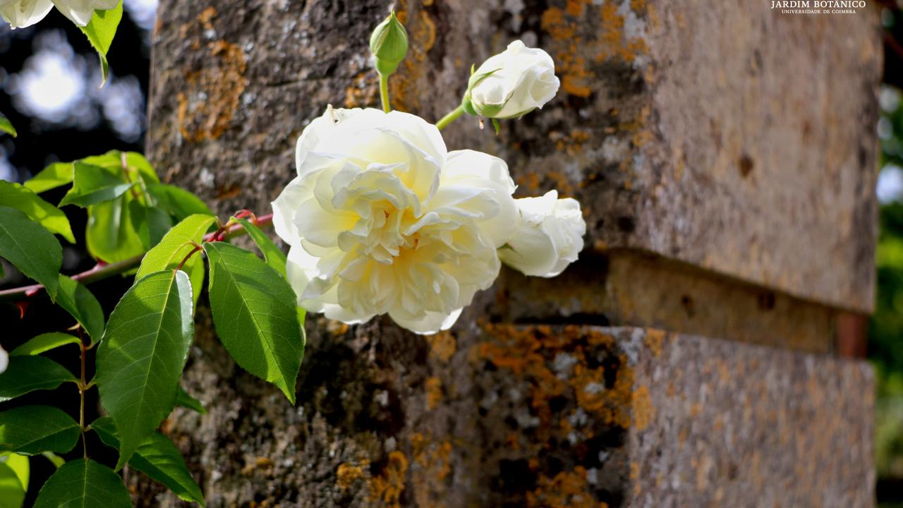 Rosa sp. L.